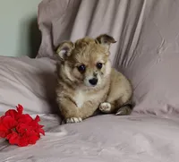 Barbie, a female Pomchi for sale in Pine Grove, PA – 3 of 8