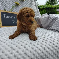 Tommy , a male Goldendoodle for sale in Pine Grove, PA – 6 of 10