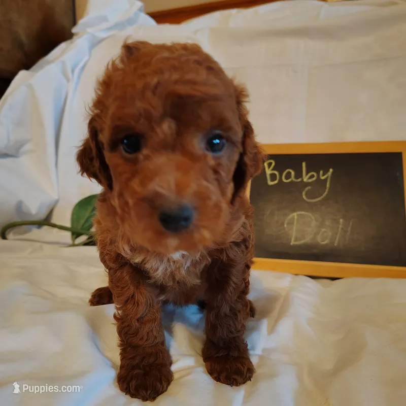 Baby doll  – Miniature Goldendoodle puppy for sale in Pine Grove, PA