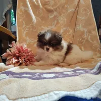 Peachy keen, a female Pomeranian for sale in Pine Grove, PA – 2 of 4