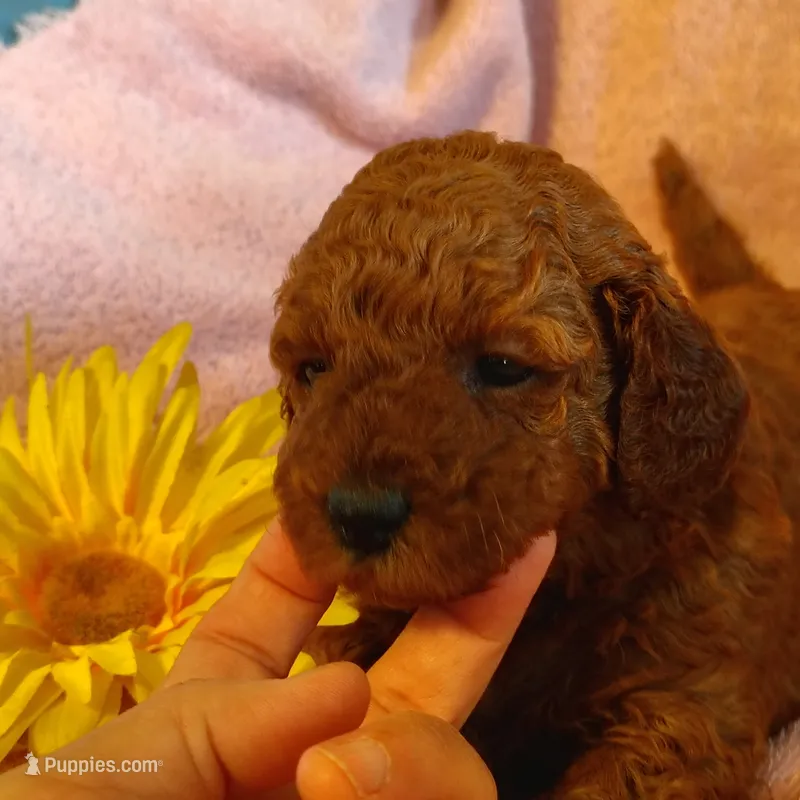 Sunshine – Miniature Goldendoodle puppy for sale in Pine Grove, PA
