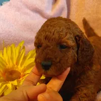Sunshine, a female Miniature Goldendoodle for sale in Pine Grove, PA – 1 of 9