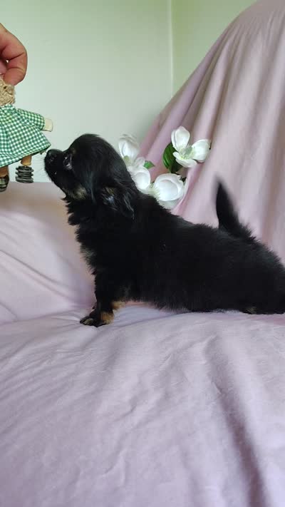 Bebe, a female Pomchi for sale in Pine Grove, PA – 8 of 10