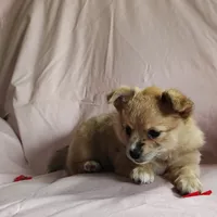 Barbie, a female Pomchi for sale in Pine Grove, PA – 5 of 8