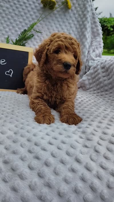 Cutie boy, a male Goldendoodle for sale in Pine Grove, PA – 7 of 7