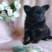 Bebe, a female Pomchi for sale in Pine Grove, PA – 4 of 10