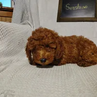 Sunshine, a female Miniature Goldendoodle for sale in Pine Grove, PA – 3 of 4