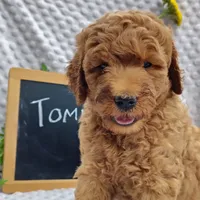 Tommy , a male Goldendoodle for sale in Pine Grove, PA – 8 of 10