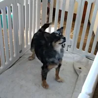 Betsy , a female Pomchi for sale in Pine Grove, PA – 2 of 5
