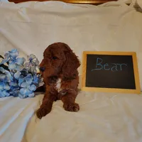 Bear, a male Miniature Goldendoodle for sale in Pine Grove, PA – 3 of 4