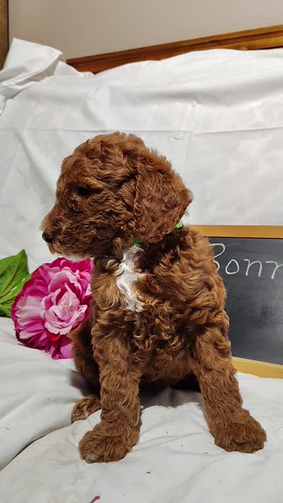 Bonnie , a female Miniature Goldendoodle for sale in Pine Grove, PA – 5 of 5