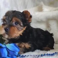 Lancealot l . , a male Yorkshire Terrier for sale in Pine Grove, PA – 4 of 4