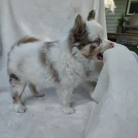 Payday, a male Pomchi for sale in Pine Grove, PA – 3 of 5
