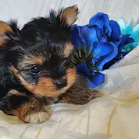 Ernie, a female Yorkshire Terrier for sale in Pine Grove, PA – 5 of 6