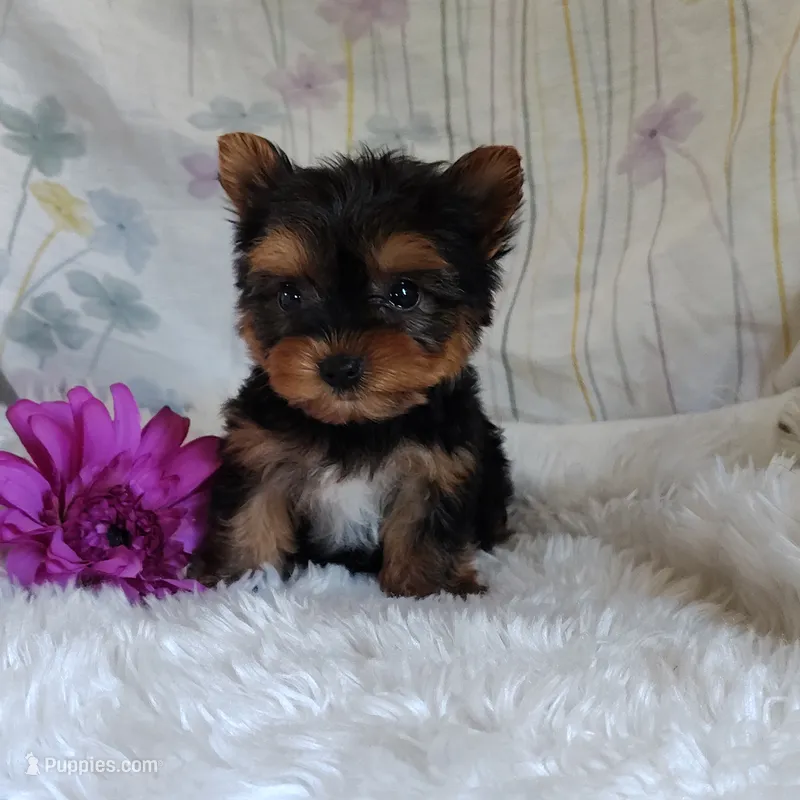 Tinkerbell – Yorkshire Terrier puppy for sale in Pine Grove, PA