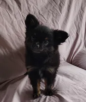 Bebe, a female Pomchi for sale in Pine Grove, PA – 7 of 10