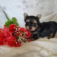Emma, a female Yorkshire Terrier for sale in Pine Grove, PA – 4 of 5
