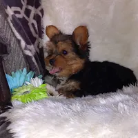 Bowie, a male Yorkshire Terrier for sale in Pine Grove, PA – 3 of 3