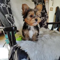 Bowie, a male Yorkshire Terrier for sale in Pine Grove, PA – 2 of 3