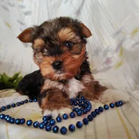 Bowie, a male Yorkshire Terrier for sale in Pine Grove, PA – Photo 3 of 5