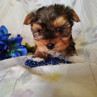 Bowie, a male Yorkshire Terrier for sale in Pine Grove, PA – Photo 2 of 5