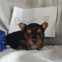 Bowie, a male Yorkshire Terrier for sale in Pine Grove, PA – Photo 2 of 6