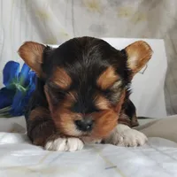 Bowie, a male Yorkshire Terrier for sale in Pine Grove, PA – Photo 4 of 6