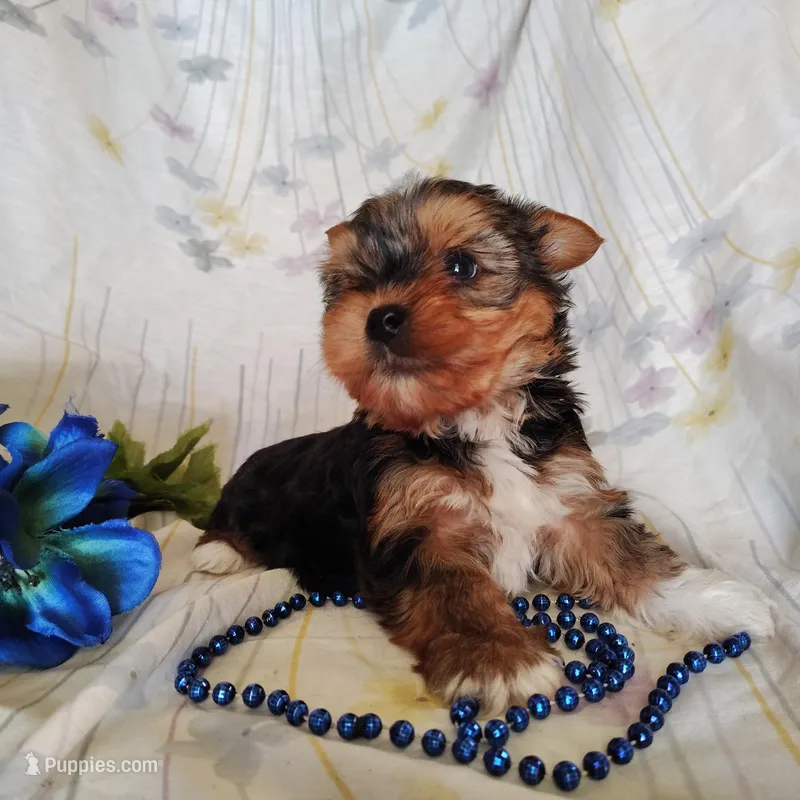 Bowie – Yorkshire Terrier puppy for sale in Pine Grove, PA