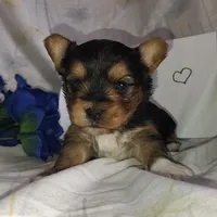 Bowie, a male Yorkshire Terrier for sale in Pine Grove, PA – Photo 1 of 6