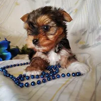 Bowie, a male Yorkshire Terrier for sale in Pine Grove, PA – Photo 4 of 5
