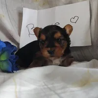 Bowie, a male Yorkshire Terrier for sale in Pine Grove, PA – Photo 5 of 6