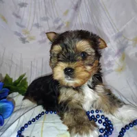Bowie, a male Yorkshire Terrier for sale in Pine Grove, PA – Photo 5 of 5