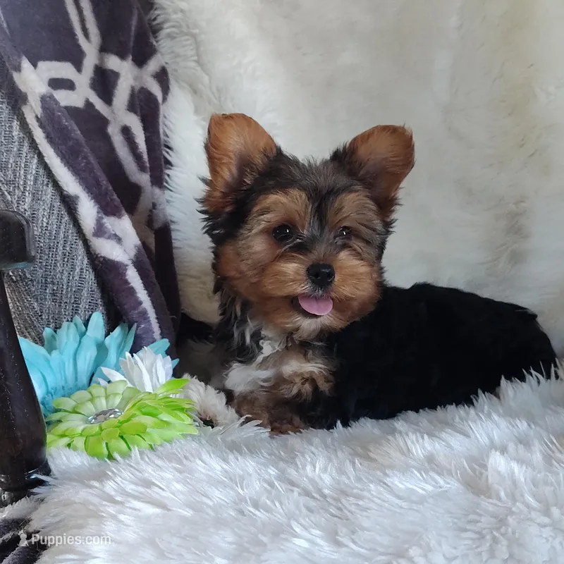 Bowie – Yorkshire Terrier puppy for sale in Pine Grove, PA