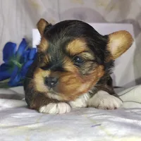 Bowie, a male Yorkshire Terrier for sale in Pine Grove, PA – Photo 6 of 6