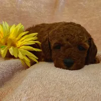 Sunshine, a female Miniature Goldendoodle for sale in Pine Grove, PA – 9 of 9