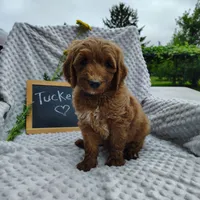 Tucker, a male Goldendoodle for sale in Pine Grove, PA – 6 of 8