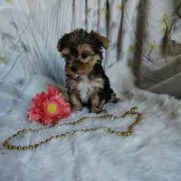 Jolene, a female Yorkshire Terrier for sale in Pine Grove, PA – 2 of 5
