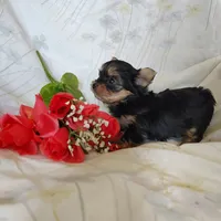 Emma, a female Yorkshire Terrier for sale in Pine Grove, PA – 3 of 5