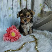 Jolene, a female Yorkshire Terrier for sale in Pine Grove, PA – 3 of 5