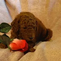 Sandy, a female Miniature Goldendoodle for sale in Pine Grove, PA – 5 of 5