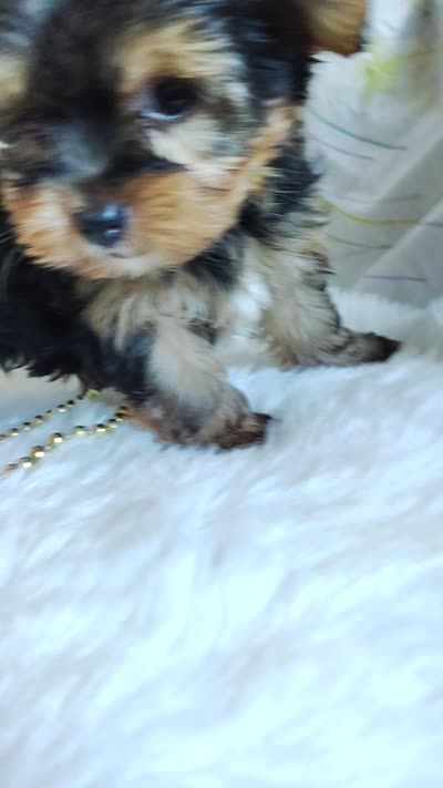 Jacqueline, a female Yorkshire Terrier for sale in Pine Grove, PA – 5 of 5