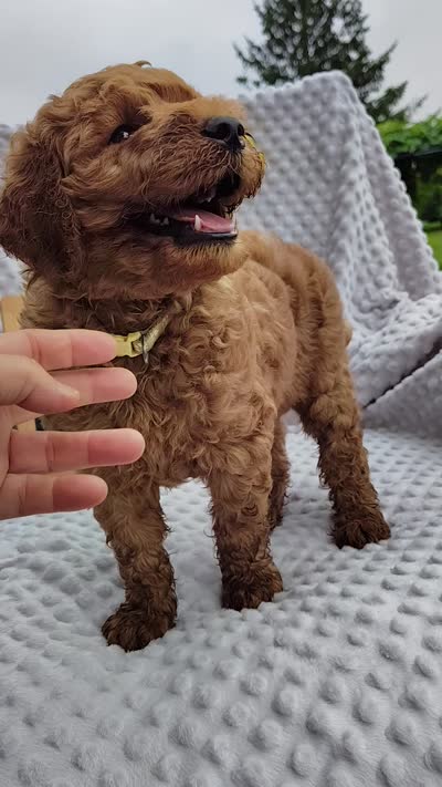 Tommy , a male Goldendoodle for sale in Pine Grove, PA – 10 of 10