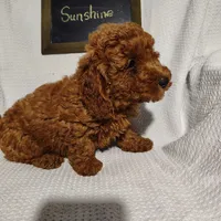 Sunshine, a female Miniature Goldendoodle for sale in Pine Grove, PA – 4 of 4