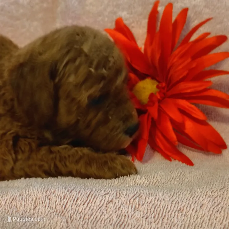 Samantha – Miniature Goldendoodle puppy for sale in Pine Grove, PA