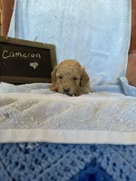 Cameron, a male Cockapoo for sale in Pine Grove, PA – Photo 4 of 5