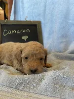 Cameron, a male Cockapoo for sale in Pine Grove, PA – Photo 2 of 5