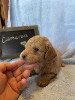 Cameron, a male Cockapoo for sale in Pine Grove, PA – Photo 3 of 5