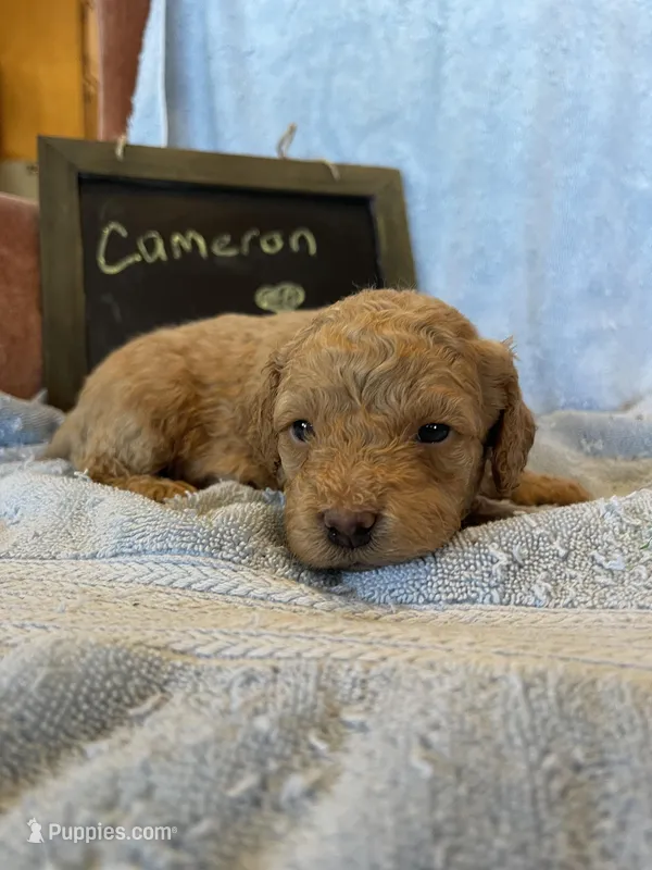 Cameron, a male Cockapoo for sale in Pine Grove, PA – Photo 1 of 5