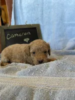Cameron, a male Cockapoo for sale in Pine Grove, PA – Photo 5 of 5