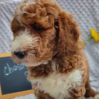 Chester, a male Goldendoodle for sale in Pine Grove, PA – 2 of 9
